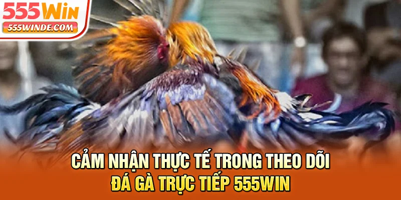 Cảm nhận thực tế trong theo dõi đá gà trực tiếp 555win