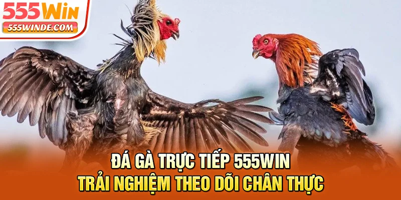 Đá Gà Trực Tiếp 555win - Trải Nghiệm Theo Dõi Chân Thực