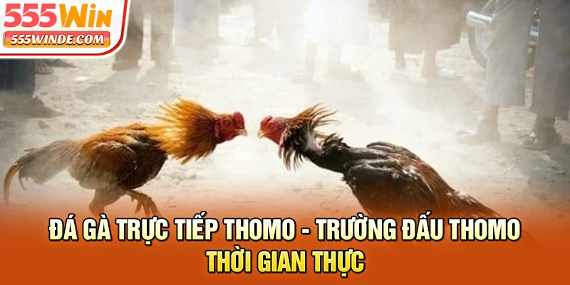 Đá Gà Trực Tiếp Thomo - Trường Đấu Thomo Thời Gian Thực