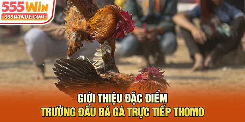 Giới thiệu đặc điểm trường đấu đá gà trực tiếp Thomo