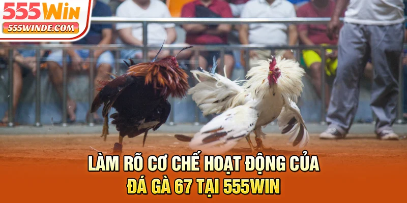 Làm rõ cơ chế hoạt động của đá gà 67 tại 555win